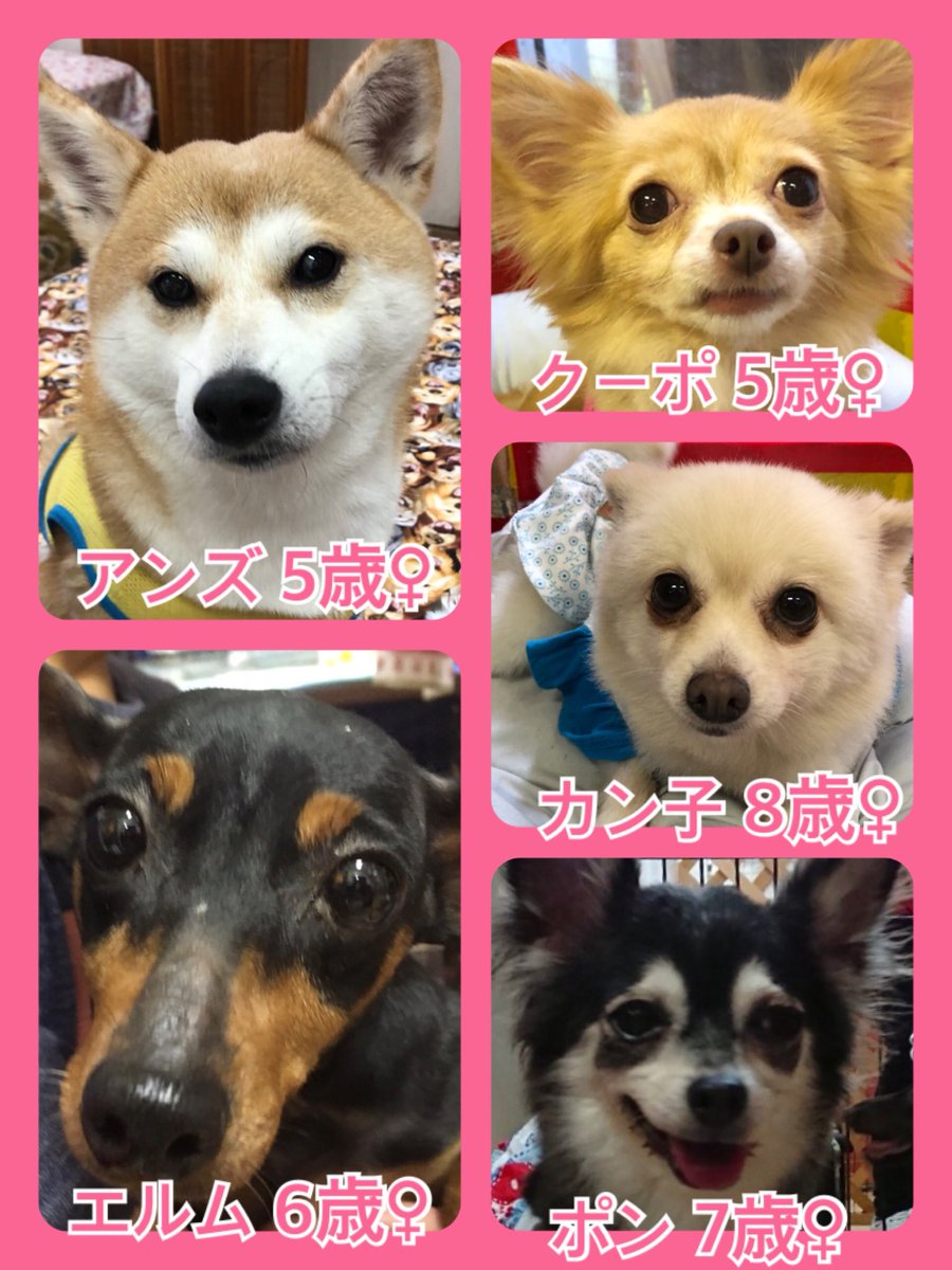 🐾今日の里親様募集中ワンコ🐶メンバーです🐾2019,9,15